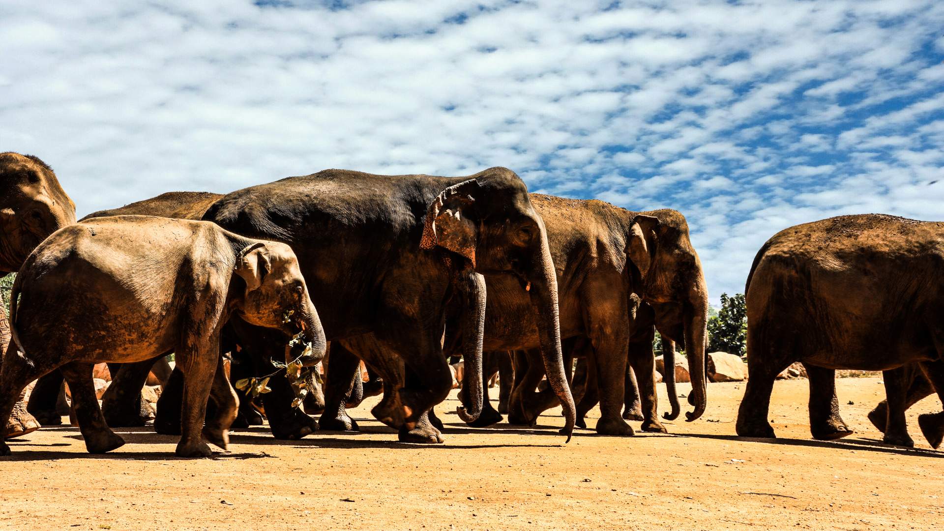 Pinnawala: Elephant Sanctuary and Attraction