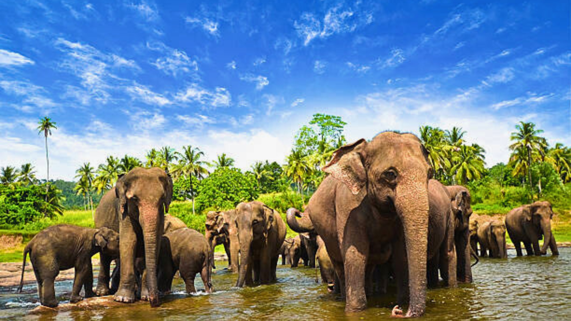 Pinnawala: Elephant Sanctuary and Attraction