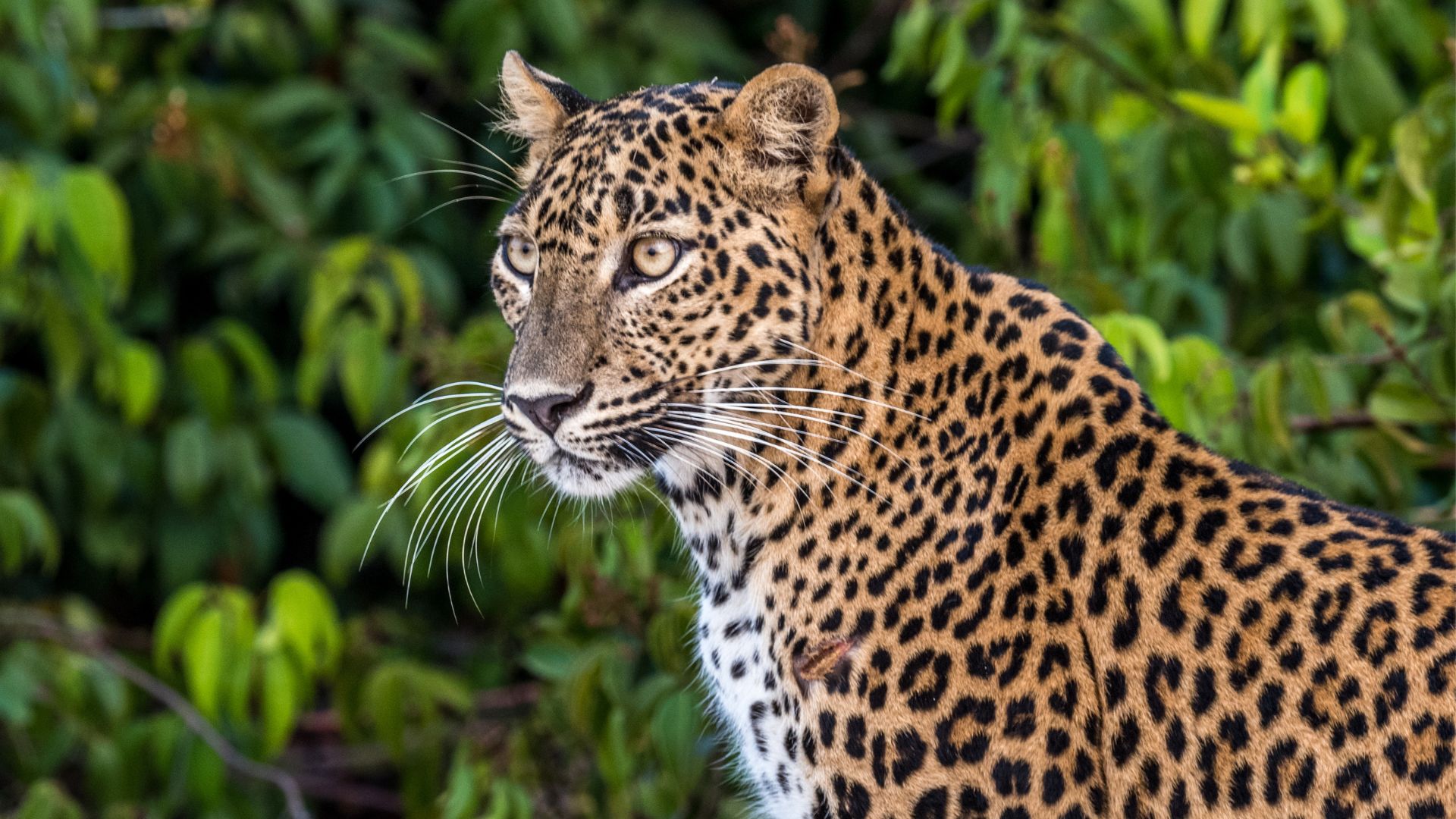 Wilpattu National Park: Sri Lanka’s Wilderness Paradise