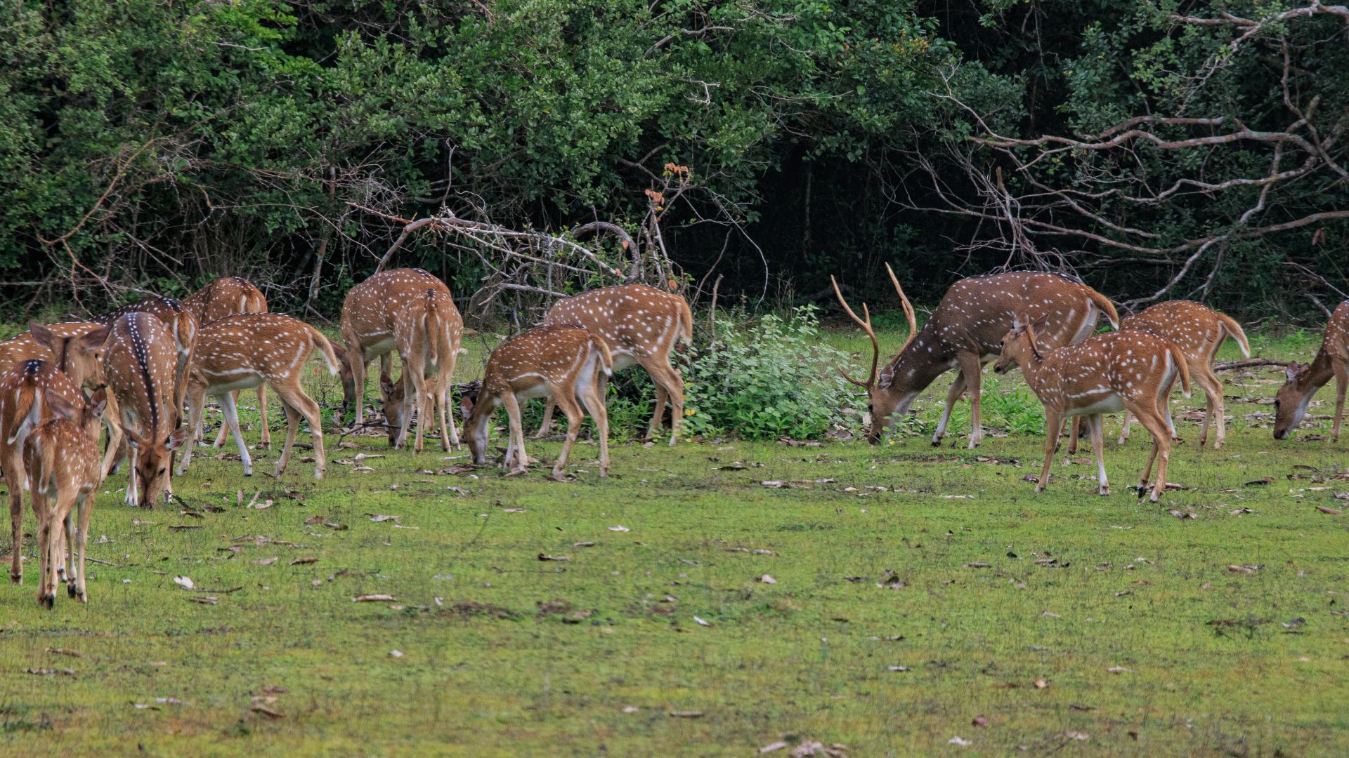 Wilpattu National Park: Sri Lanka’s Wilderness Paradise