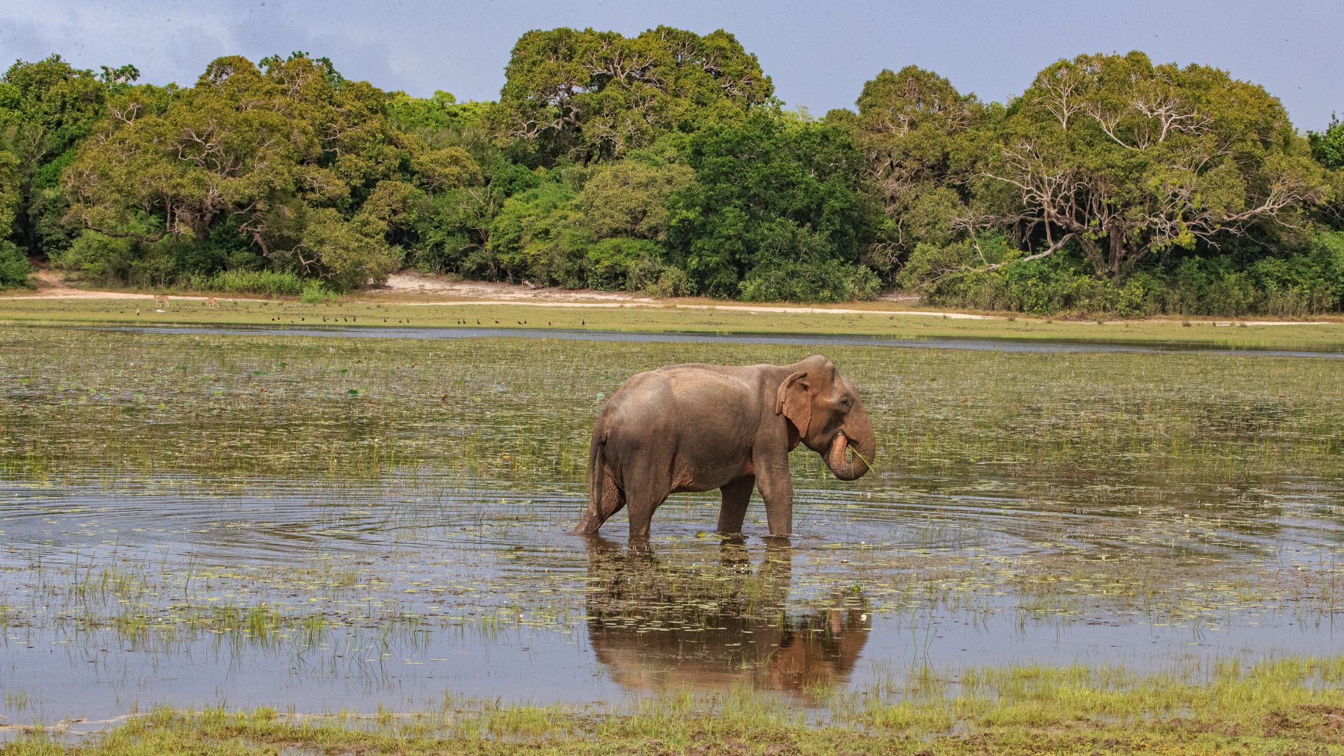 Wilpattu National Park: Sri Lanka’s Wilderness Paradise