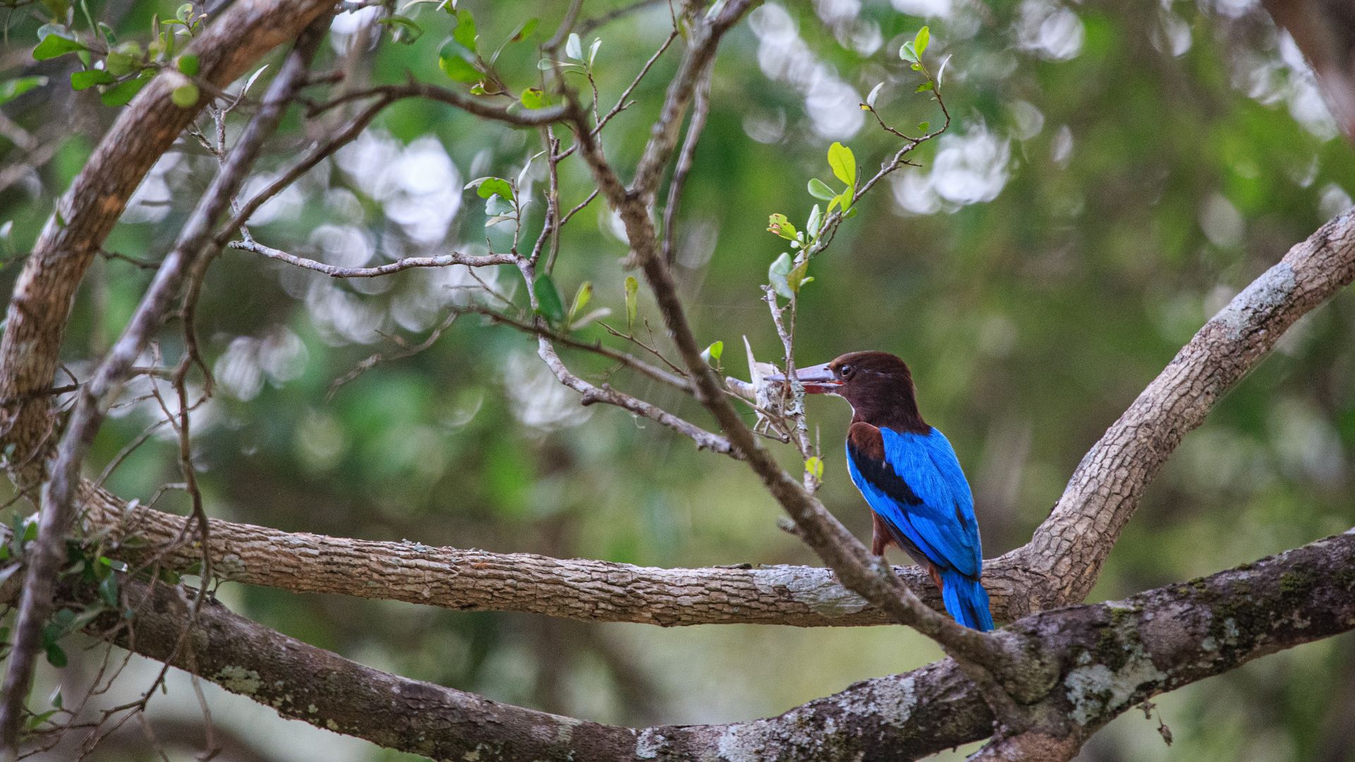 Wilpattu National Park: Sri Lanka’s Wilderness Paradise