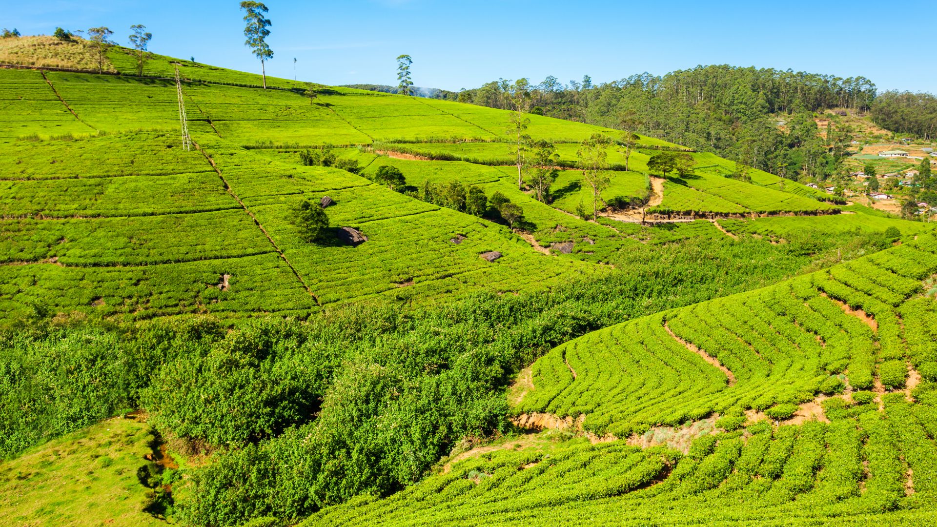 Little England: Nuwara Eliya Waterfalls and Charm