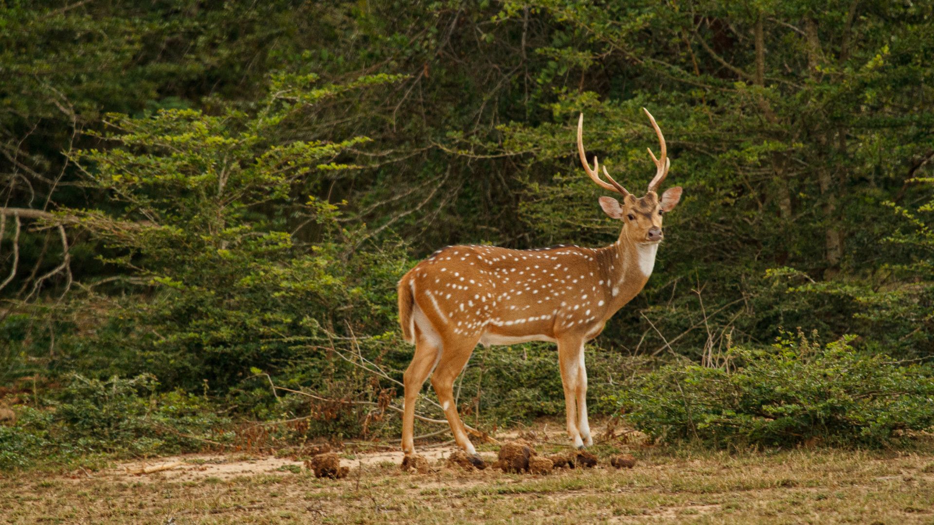 Yala National Park: A Wildlife Wonderland in Sri Lanka