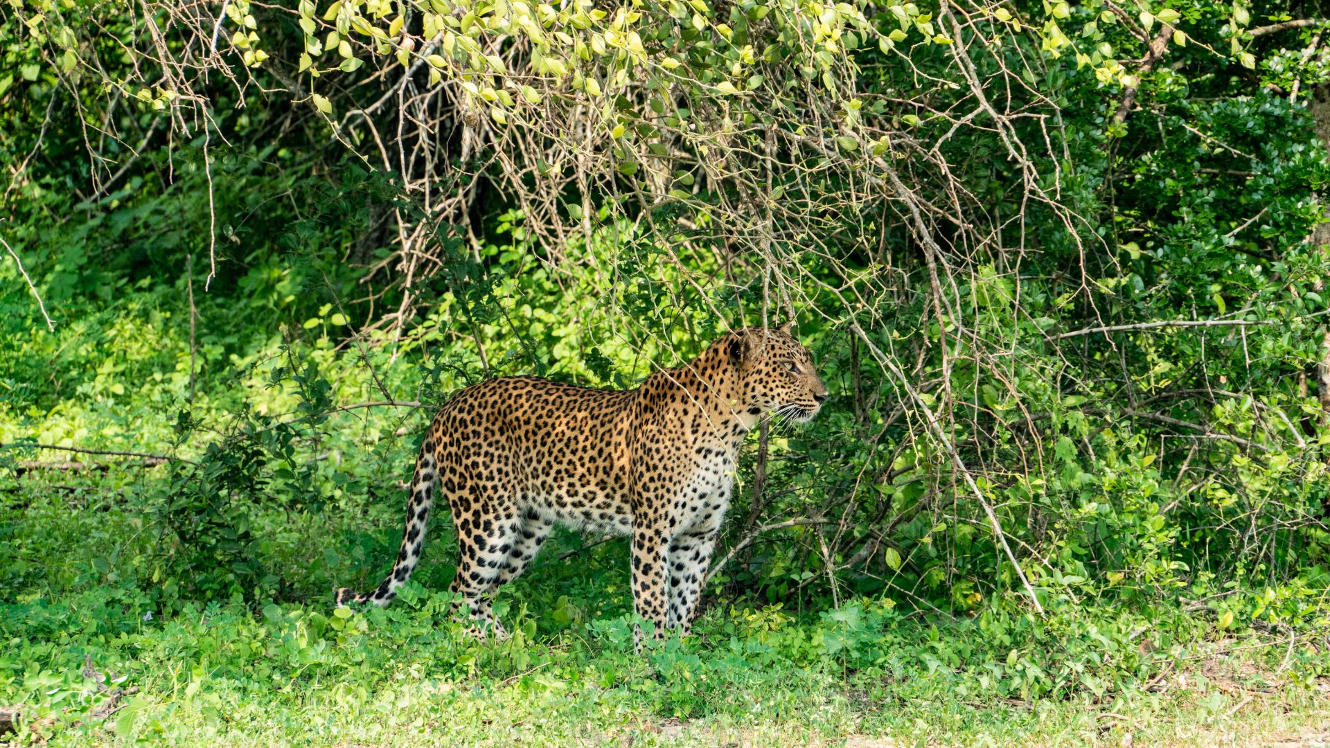 Yala National Park: A Wildlife Wonderland in Sri Lanka