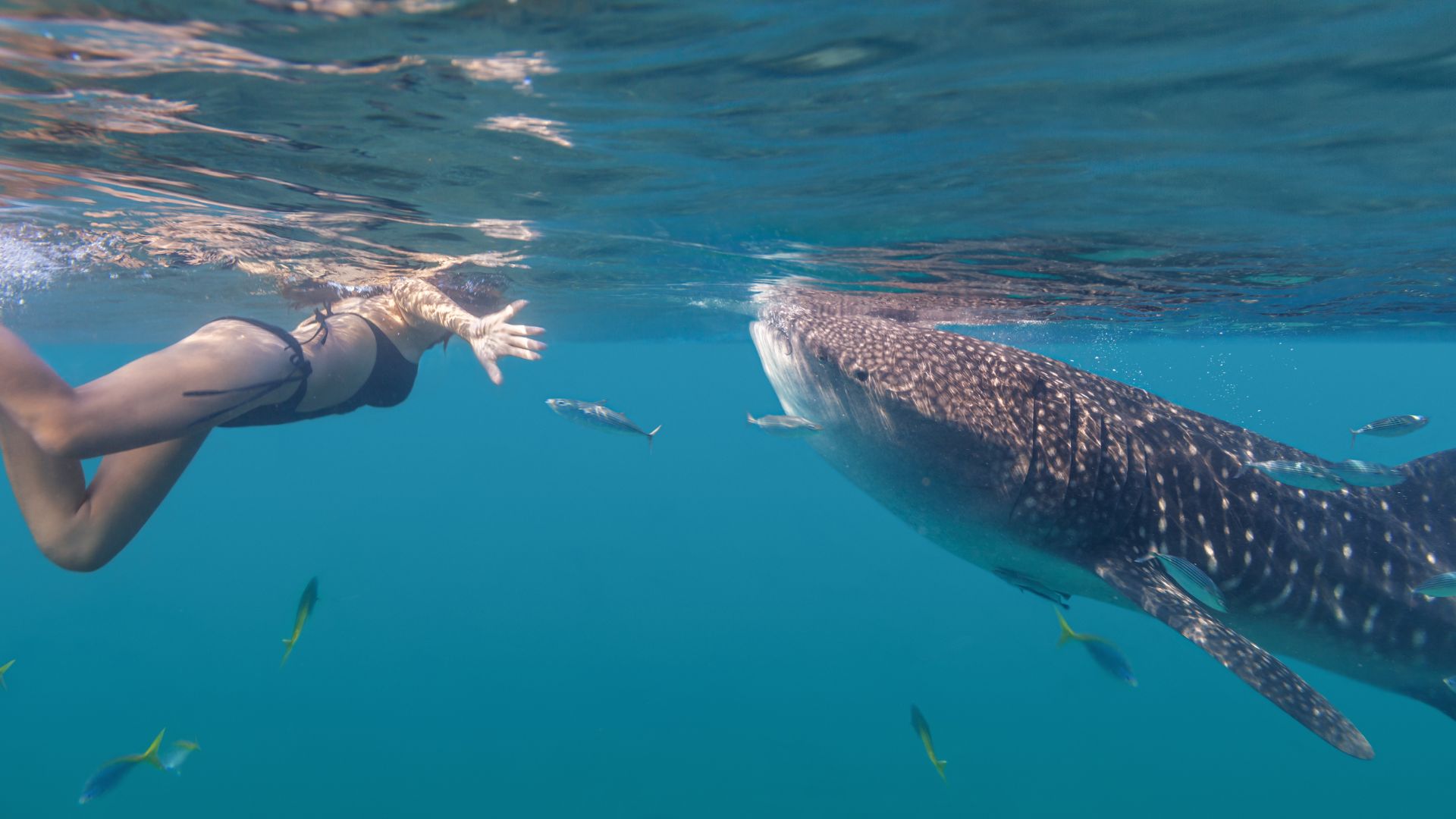 Mirissa: A Coastal Paradise for Whale Watching and Relaxation