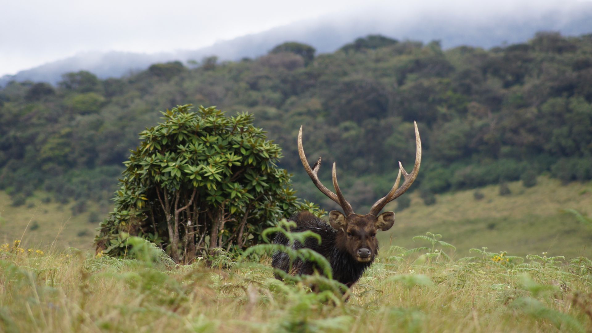  Horton Plains: A Natural Wonderland